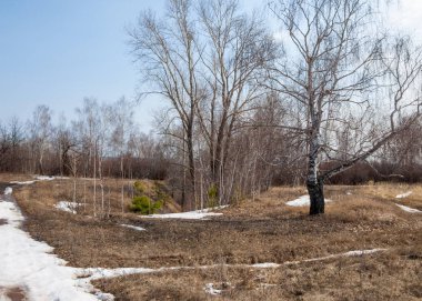 erken ilkbaharda, huş erken baharda, eski kar kalıntıları.