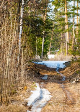 Çam ormanı bahar. Güneşli çam ormanı. 