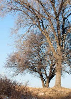  kayalar ve woods, erken Bahar yatay