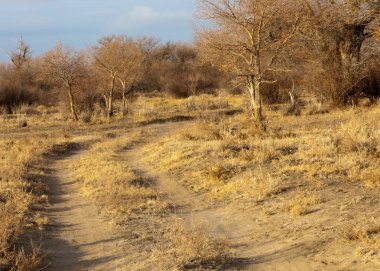 bahar bozkır. Doğa kıştan sonra uyanır. çölde ağaçlar geçen yılki çim