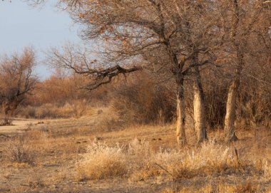 bahar bozkır. Doğa kıştan sonra uyanır. çölde ağaçlar geçen yılki çim