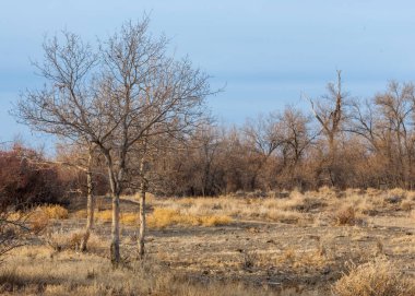 bahar bozkır. Doğa kıştan sonra uyanır. çölde ağaçlar geçen yılki çim