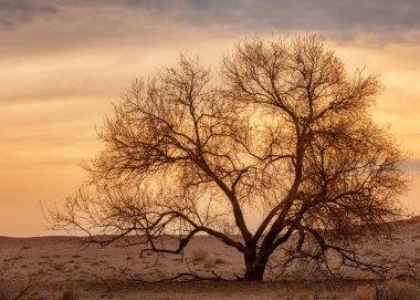 bahar bozkır nehirde. nehir sazlık ile büyümüş. saf zümrüt sudur