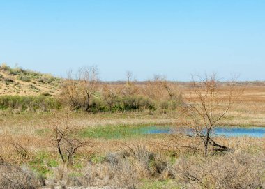 Sands çöl bahar. yarı çöl kumları çiçek kavurucu güneşin altında bahar