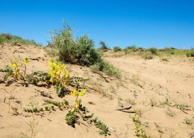 Sands çöl bahar. yarı çöl kumları çiçek kavurucu güneşin altında bahar