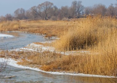 bahar bozkır. Doğa kıştan sonra uyanır. çölde ağaçlar geçen yılki çim