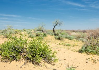 Sands çöl bahar. yarı çöl kumları çiçek kavurucu güneşin altında bahar