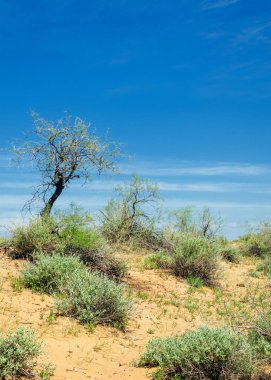 Sands çöl bahar. yarı çöl kumları çiçek kavurucu güneşin altında bahar