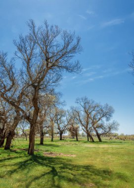  Bahar turanga koruda. diversifolia Schrenk, kavak euphratica, fırat kavak, kavak.