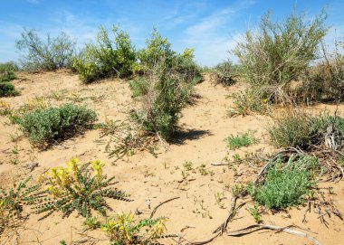 Sands çöl bahar. yarı çöl kumları çiçek kavurucu güneşin altında bahar
