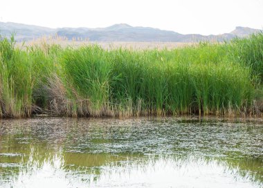  Bozkır yaz. Turgai kapısı. Turgai Kaydet. Milli Parkı 