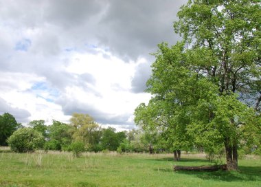 Vezi de mongolă pustie zona - înflorire Lunca şi zada lemn - sayan munte - gorhi-terelj national park - Parcul mongolianational - mongolia