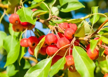 Yaban elması ve yaban elması. Malus, gülgiller (Rosaceae) familyasından bir elma ağacı cinsidir.
