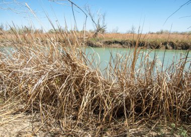 Bozkır nehir sazlık yaz. nehir görünümünde kez izlendi. küçük mavi nehir kıyısında güneşli bir gün