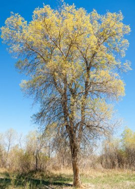 bozkır, çayır, veldt, veld. Bahar Orta Asya. Kazakistan. Turanga kavak. Euphrates kavak