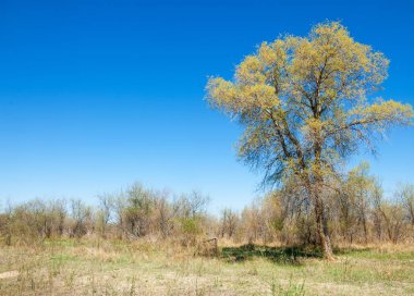 bozkır, çayır, veldt, veld. Bahar Orta Asya. Kazakistan. Turanga kavak. Euphrates kavak