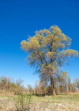 bozkır, çayır, veldt, veld. Bahar Orta Asya. Kazakistan. Turanga kavak. Euphrates kavak