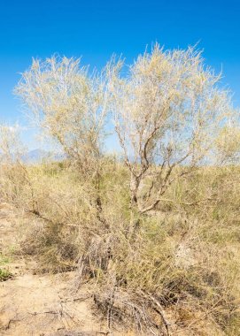  Bozkır yaz. Turgai kapısı. Turgai Kaydet. Milli Parkı 