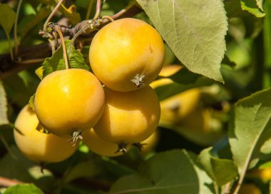 Yaban elması ve yaban elması. Malus, gülgiller (Rosaceae) familyasından bir elma ağacı cinsidir.