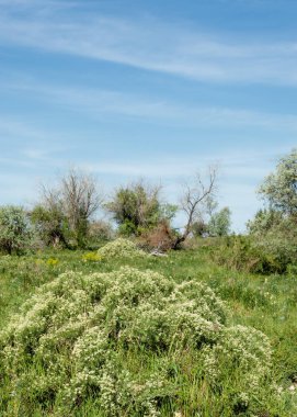 Bozkır, çayır, veldt, veld, taşkın. Kazakistan bozkırlarında güzel doğada