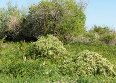 Bozkır, çayır, veldt, veld, taşkın. Kazakistan bozkırlarında güzel doğada