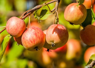 Yaban elması ve yaban elması. Malus, gülgiller (Rosaceae) familyasından bir elma ağacı cinsidir.