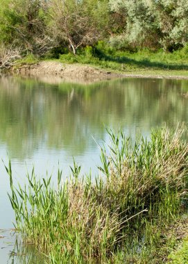Bozkır nehir sazlık yaz. nehir görünümünde kez izlendi. küçük mavi nehir kıyısında güneşli bir gün