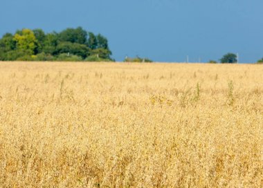 Alan olgun tahıl. Olgun arpa. Olgun yulaf. Yaz olgunlaşmış tahıl alanda