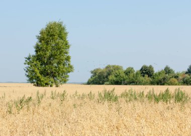 onely ağacı. Tahıl alan. Tataristan Rusya