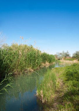 Bozkır nehir sazlık yaz. nehir görünümünde kez izlendi. küçük mavi nehir kıyısında güneşli bir gün