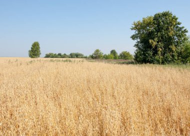 onely ağacı. Tahıl alan. Tataristan Rusya