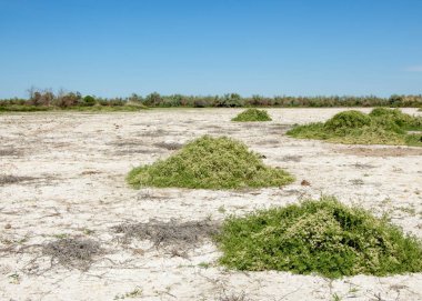 Bozkır tuzlu topraklar. tuz tuz tuz. Bozkır çayır veldt veld. Tuzlu toprak çöl, tuzlu Göller. cansız yanıp kavrulmuş dünyamız. Kazakistan çıplak bozkır