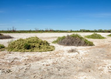 Bozkır tuzlu topraklar. tuz tuz tuz. Bozkır çayır veldt veld. Tuzlu toprak çöl, tuzlu Göller. cansız yanıp kavrulmuş dünyamız. Kazakistan çıplak bozkır