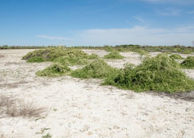 Bozkır tuzlu topraklar. tuz tuz tuz. Bozkır çayır veldt veld. Tuzlu toprak çöl, tuzlu Göller. cansız yanıp kavrulmuş dünyamız. Kazakistan çıplak bozkır