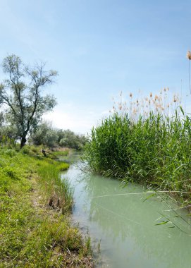 Bozkır nehir sazlık yaz. nehir görünümünde kez izlendi. küçük mavi nehir kıyısında güneşli bir gün