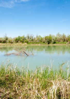 Bozkır nehir sazlık yaz. nehir görünümünde kez izlendi. küçük mavi nehir kıyısında güneşli bir gün