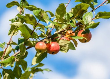 Yaban elması ve yaban elması. Malus, gülgiller (Rosaceae) familyasından bir elma ağacı cinsidir.