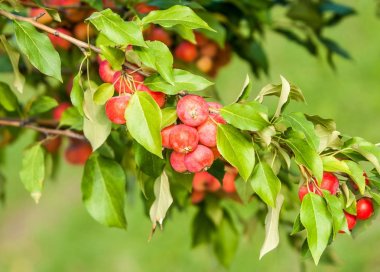 Yaban elması ve yaban elması. Malus, gülgiller (Rosaceae) familyasından bir elma ağacı cinsidir.