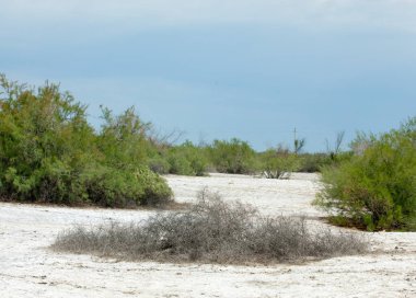 Bozkır tuzlu topraklar. tuz tuz tuz. Bozkır çayır veldt veld. Tuzlu toprak çöl, tuzlu Göller. cansız yanıp kavrulmuş dünyamız. Kazakistan çıplak bozkır