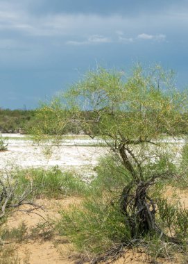 Bozkır tuzlu topraklar. tuz tuz tuz. Bozkır çayır veldt veld. Tuzlu toprak çöl, tuzlu Göller. cansız yanıp kavrulmuş dünyamız. Kazakistan çıplak bozkır