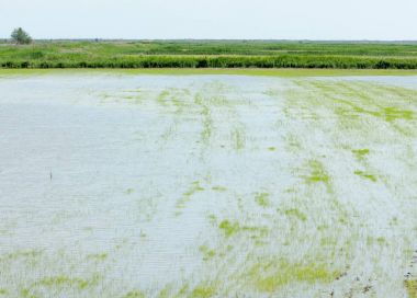 Pirinç paddies büyüme için su basmış. Pirinç çeltik pirinç alanında sabah yeşil. 