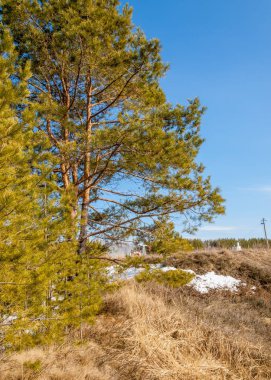 Alanını bahar. son kar. çam ağacı. Bahar, springtide, birinci sınıf