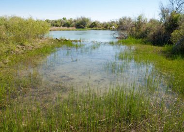 Bozkır nehir sazlık yaz. nehir görünümünde kez izlendi. küçük mavi nehir kıyısında güneşli bir gün