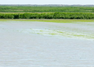 Pirinç paddies büyüme için su basmış. Pirinç çeltik pirinç alanında sabah yeşil. 