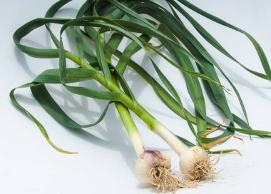 sarımsak. Sarımsak yaprak kök üzerinde olgunlaşmış değil. bir lezzet yemek ve bitkisel ilaç olarak kullanılan bir güçlü kokulu keskin tatma ampul,.