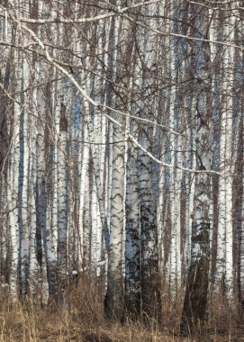 Orman erken ilkbaharda huş ağacı. Erken Bahar orman. ilk sıcak gün
