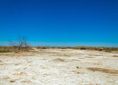 tuzlu su, tuz bataklığı. Etkin badlands. Tek çalı. Kazakistan