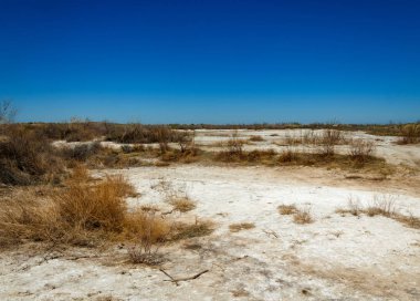 tuzlu su, tuz bataklığı. Etkin badlands. Tek çalı. Kazakistan