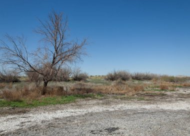 tuzlu su, tuz bataklığı. Etkin badlands. Tek çalı. Kazakistan