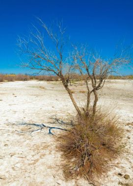 tuzlu su, tuz bataklığı. Etkin badlands. Tek çalı. Kazakistan